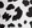 White Leopard
